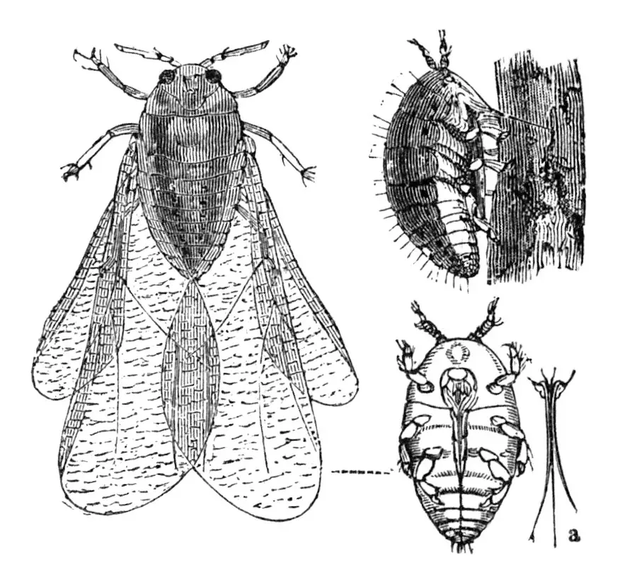 Scientific illustration of grape phylloxera (Daktulosphaira vitifoliae)