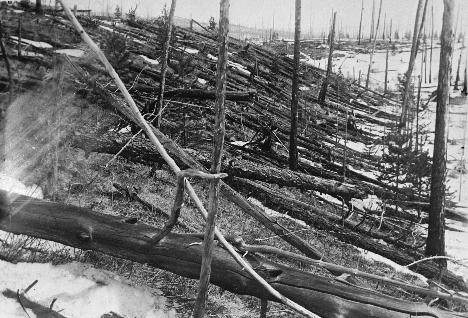 Trees flattened by the Tunguska explosion, Siberia, 1908